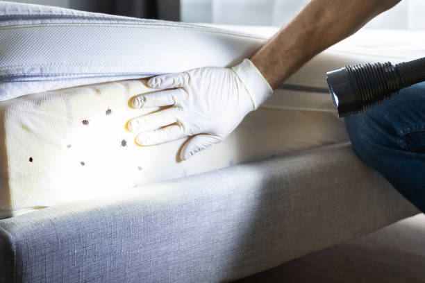 Best Affordable Pest Control Services  in Clio, MI