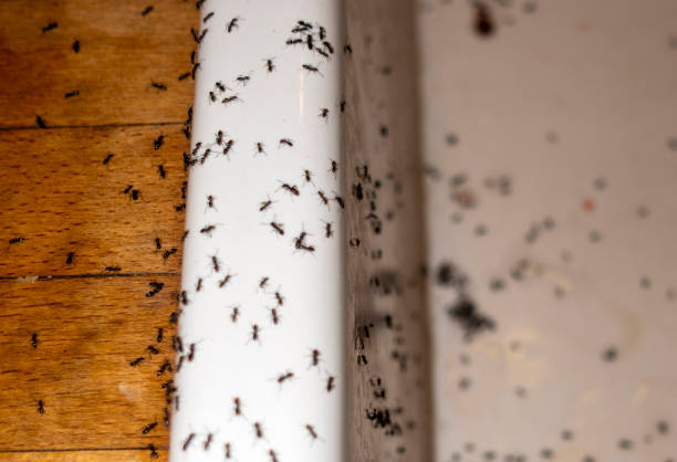 Best Exterminator Services  in Clio, MI