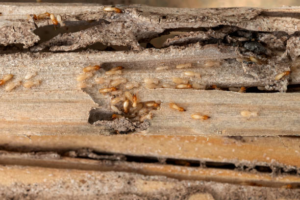 Best Ant Control Services  in Clio, MI